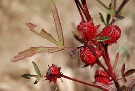 US Seller Hibiscus Sabdariffa Red Hibiscus Seeds New Fresh Seeds - $17.98