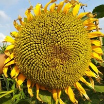 Golden Father-sun Sunflower Seeds, ornamental garden flowers 15 Seeds - £8.59 GBP