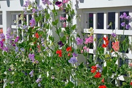 FA Store 30 Sweet Pea Royal Mix Colorful Flowers Garden Fresh Usa - £6.36 GBP
