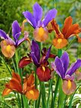100 Seeds, colorful iris bonsai flowers heirloom malan tectorum SH11965C - $19.98