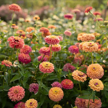 100+ Unicorn Mix Zinnia Seeds For Garden Planting  USA  ! - $5.21