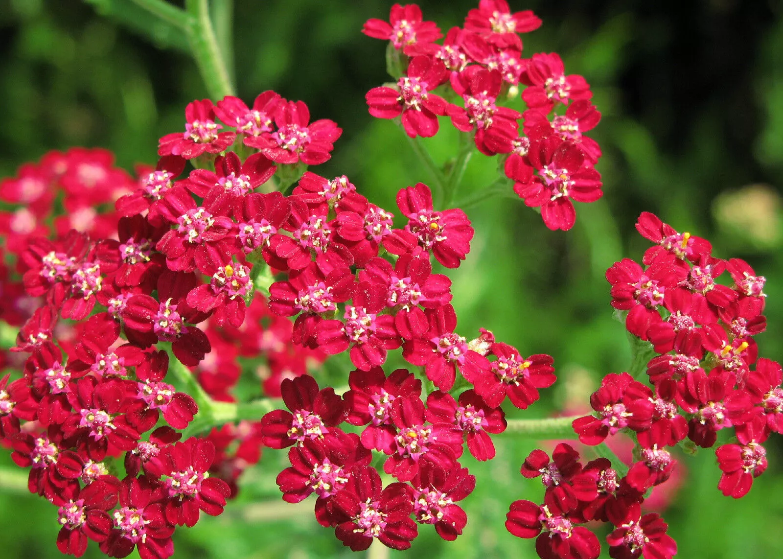 BStore 700 Yarrow Red Perennial Seeds Starter Kits - €8,53 EUR