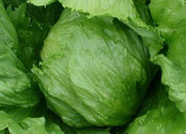 BStore Iceberg Lettuce Seeds 450 Head Lettuce Vegetable Garden Salad - £6.75 GBP
