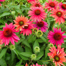 Live Plants ECHINACEA &#39;TRES AMIGOS&#39; CONEFLOWER, Outdoor Houseplant Flowe... - $22.95