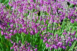 30 Nodding Onion Seeds Allium Cernuum Fresh New Seeds - $8.77 CAD