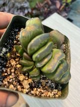 Live Plant In 4” Pot Haworthia truncata maughanii Cactus Cacti Succulent - £31.94 GBP