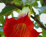 10 Double Beautiful Red Angel Trumpet Seeds Flowers Seed Flower 20 - $6.58
