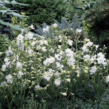 New Fresh Seeds 50 Delphinium Seeds Delfix White Larkspur Seeds Perennial Seeds  - £20.14 GBP