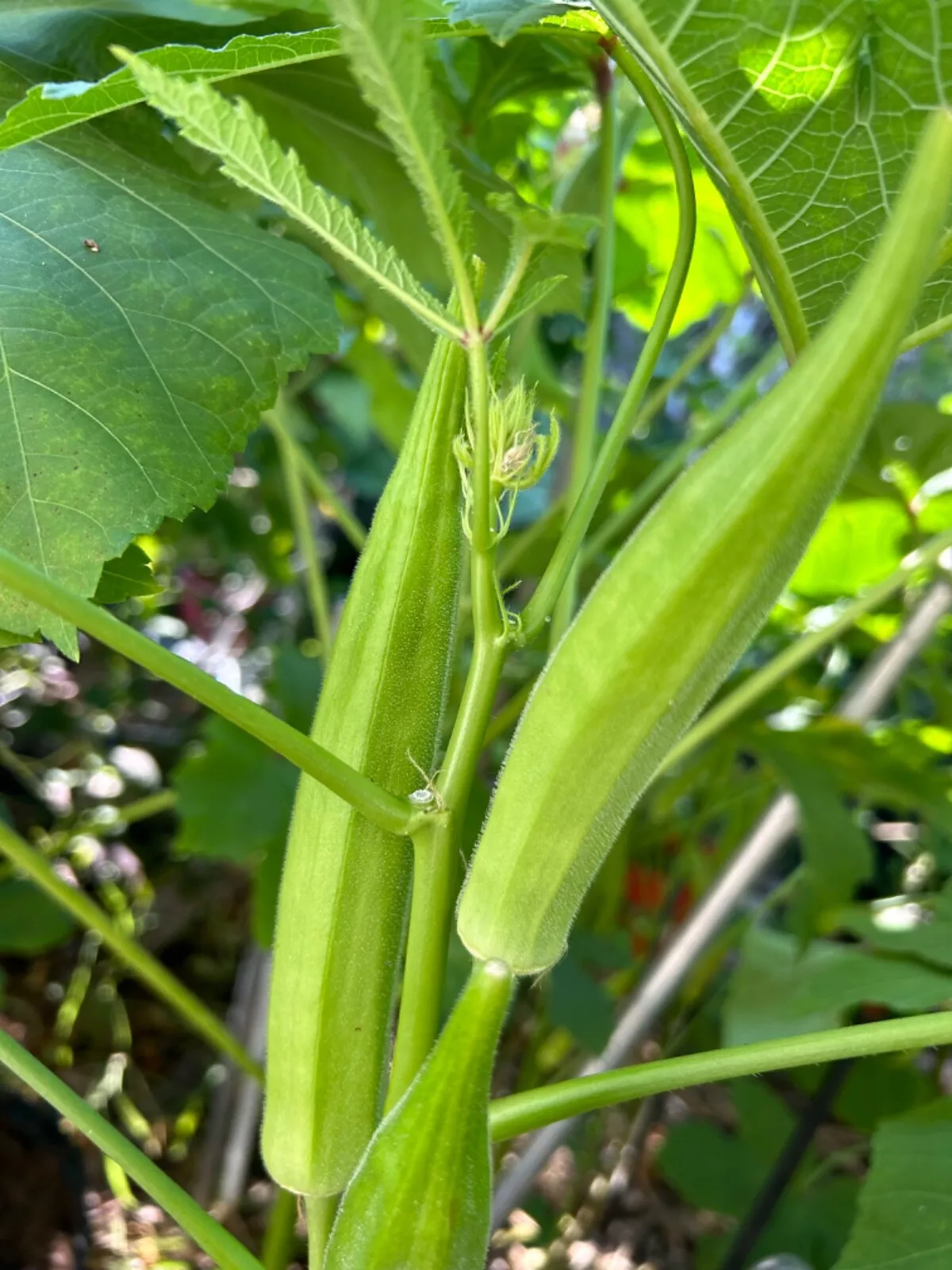 30+ Cajun Delight Okra Seeds - $11.04