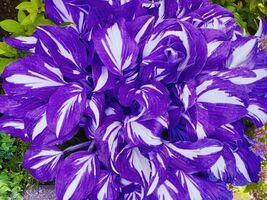 Mix hosta plants 100 seeds - $12.25