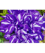 Mix hosta plants 100 seeds - $12.25