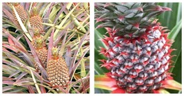 1 Live Starter Plants - Florida Special Pineapple Plant - Ananas Comosus - £23.69 GBP