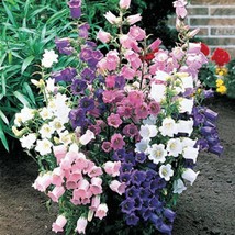 300 Cup And Saucer Bell Flower Seeds New Fresh US Shipping - $11.98