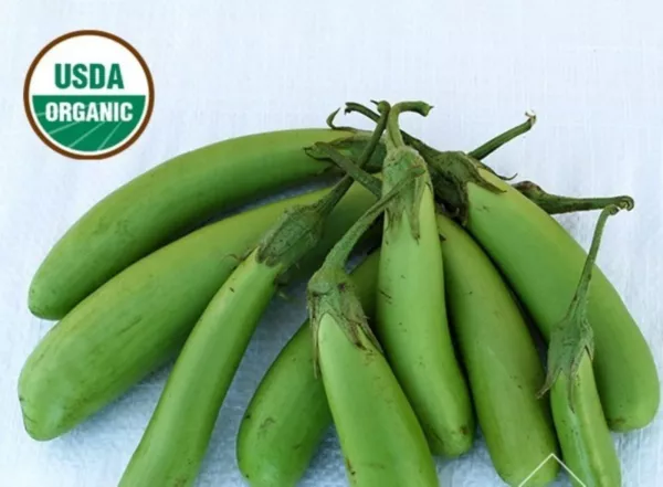 10 Organic Thai Green Asian Eggplant Seed Tasty Asian Unique Fresh Garden - $10.00