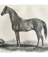 Balrownie Thoroughbred Stallion 1863 Victorian Agriculture Horse Art DWZ4A - $950.15 MXN