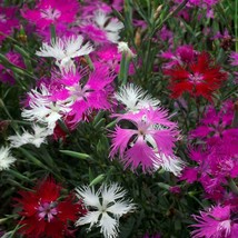Superb Pink Dianthus - Superbus Spooky Mix ( hybrid perennial) - 25 seeds - £3.94 GBP