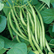 New Fresh Seeds Improved Tendergreen Green Bean Bush Vegetable - $7.90