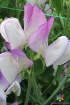 50 Pansy Lavender Flush Semi-Dwarf Sweet Pea Seeds Free Shipping - $15.48