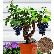 Hat Giong Nho Lun Bonsai Grape France Bonsai Seeds 0.2 Gram Gardening USA SHIPPI - £12.01 GBP