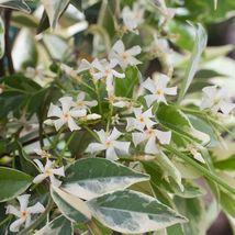 Variegated Confederate Jasmine Trachelospermum jasminoides Starter Plant - £19.28 GBP