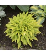 1 Hosta Mini Munchkin Fire Rooted Plug - £4.48 GBP