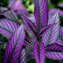 100 Seeds Vibrant Purple Coleus Seeds With Striking Black Veins Garden - £3.46 GBP
