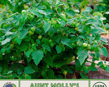 KKG 20 Aunt Molly'S Ground Cherry Seeds Organic Planting Seeds - $13.95