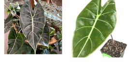 Alocasia longiloba - Dragon&#39;s Tooth Elephant Ear - Live Plant - £34.09 GBP