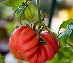 100 &#39;Zapotec Ruffled&#39; Mexican Tomato Seeds for Garden - $10.00