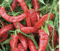 75 Day+ Old Hot Pepper 3 Jimmy Nardello - £28.15 GBP