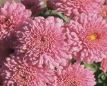 Light Pink Chrysanthemum Mums Flowers Garden Planting 200 Seeds Usa - $4.49