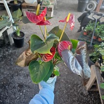 Anthurium &#39;Coral Champion&#39; Red | 4in pot| Flowering House Plant | Flower... - $16.82