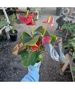 Anthurium &#39;Coral Champion&#39; Red | 4in pot| Flowering House Plant | Flower... - $23.58 CAD