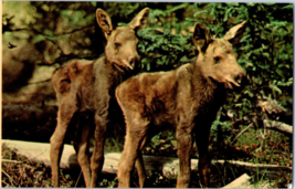 New Born Twin Moose Calves In The Alaskan Wild Postcard Posted 1981 - £5.30 GBP