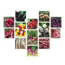 FREE SHIPPING One Pack Radish Seeds Collection 14 Different Varieties Heirloom - £19.93 GBP