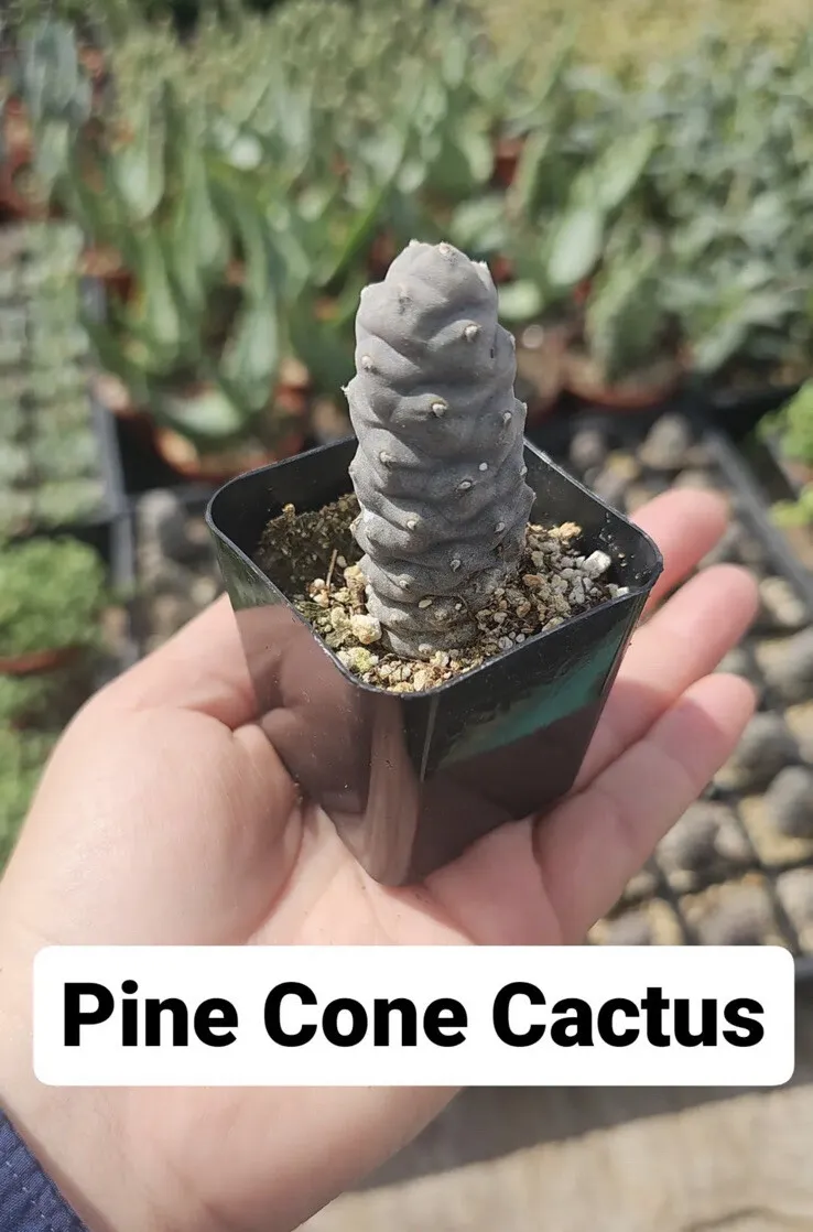 Cactus Pine Cone Tephrocactus articulatus with Succulents Care Guid - $39.98