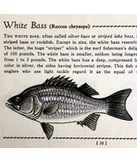 White Bass 1939 Fresh Water Fish Art Gordon Ertz Color Plate Print PCBG20 - $41.01 CAD