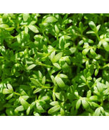 Curled Cress Slow Bolting Sprout 10 Days Pungent Spicy Zesty Non-Gmo 100... - $11.18 CAD