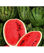 20 SEEDS ALL SWEET WATERMELON SWIFT PLANTING WITH HEIRLOOM GARDEN SEEDS - $8.35