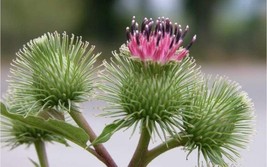 Ancient Medicinal Plant!!! Burdock, Arctium lappa 10 seeds (E 059) - £1.56 GBP
