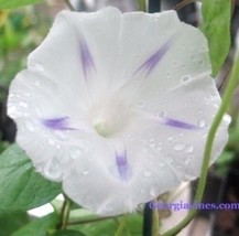 Morning Glory Ipomoea Shiva Purple 10 Seeds Fresh Gardening USA SELLER - £11.51 GBP