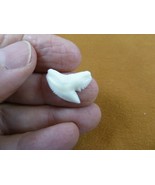 s1-15-11 Small 3/4&quot; White TIGER SHARK TOOTH Teeth jewelry wire pendant C... - €11,93 EUR