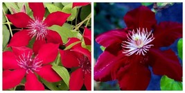 CLEMATIS NUBIA Plant Vine - $41.99