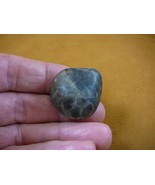 (F830-41) 1-1/4&quot; polished Petoskey stone ANCIENT coral specimen MI state... - $294.48 MXN