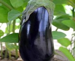 Black Beauty Eggplant Seeds Non-Gmo Heirloom 200 Fresh Garden Seeds Fast... - $8.99
