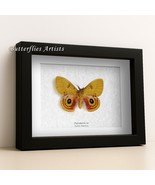 Real Yellow Io North American Automeris io Moth Framed Entomology Shadowbox - $64.99