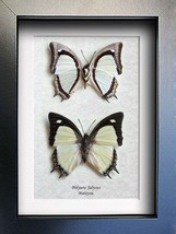 Set Indomalayan Yellow Nawab Polyura Jalysus Butterflies Entomology Shadowbox - $79.99