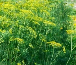 Semilir Dill Seeds 450 Dukat Dill Herb Garden Pickling Butterflies Nongmo Fast G - £6.90 GBP