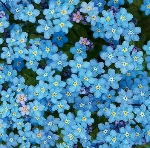 New Fresh Forget Me Not Seeds 100 Chinese Blue Wildflower Garden Annual - £7.12 GBP