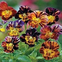 25 Brush Strokes Mix Viola Shadeloving Perennial Flower Seeds New Fresh ... - $4.80